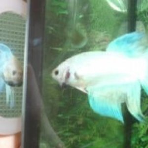 Pearl_B1.jpg