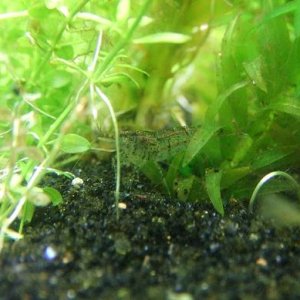 cherry_shrimp_001.JPG