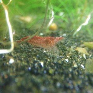 cherry_shrimp_036.JPG