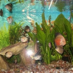 My_Fish__Tank.jpg