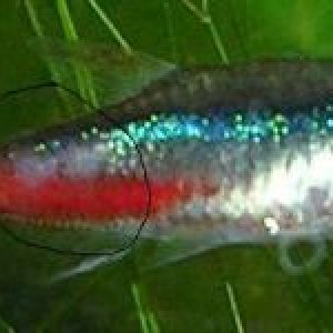 tetra.jpg