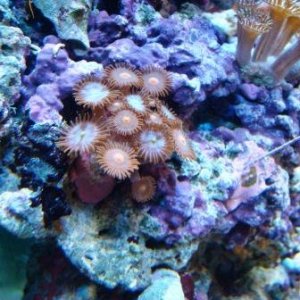 DSC00732zoa2.JPG