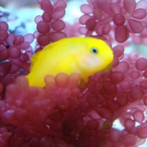 DSC00744goby.JPG