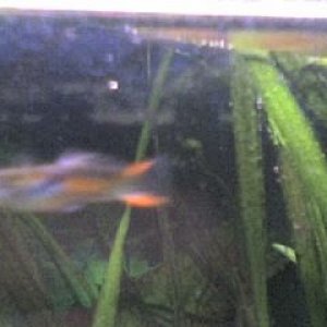 Firetail_Guppies_001.jpg