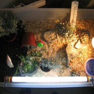 Tort_table.jpg