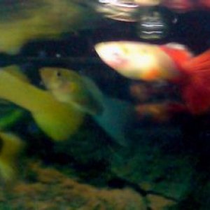 guppies.jpg