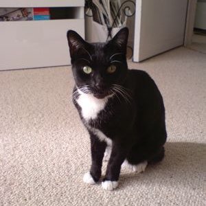 puss2.jpg
