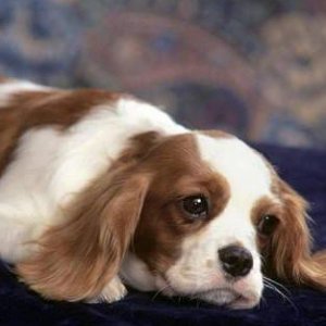 king_charles_spaniel.jpg