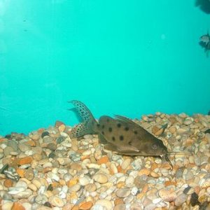 fish0206_069.jpg