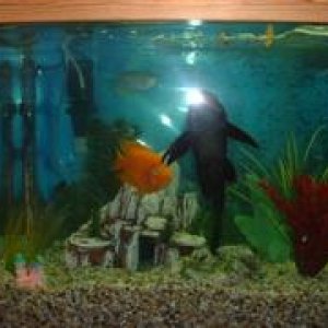 Fish_001__WinCE_.jpg