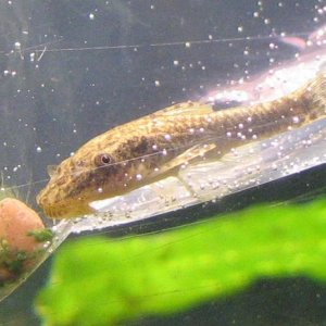 mystery_oto.JPG