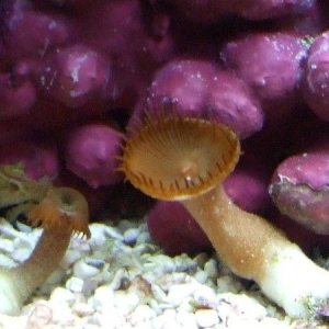 two_polyps.JPG