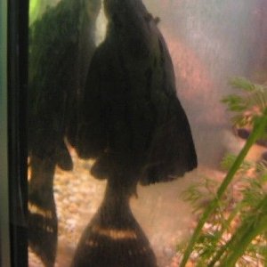 pic5.jpg