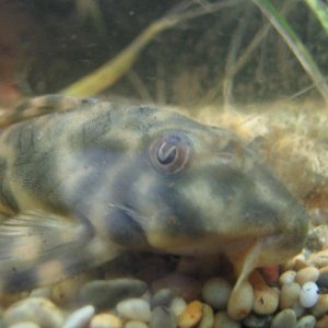 pic10.jpg