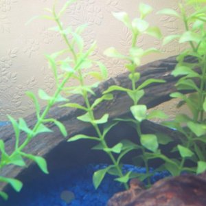 PLECO_1.JPG