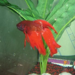 alansfish2.jpg