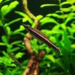 diptail_pencilfish.JPG