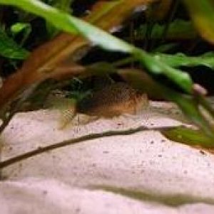 cory_similis.JPG