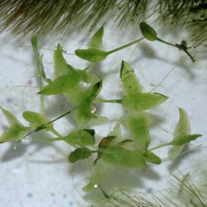 LemnaTrisulca.jpg