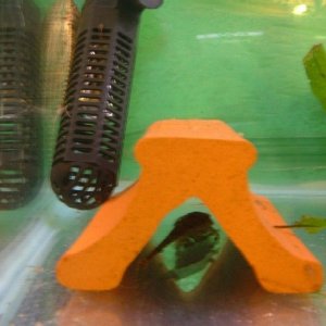 Whiptail_eggs_fry.JPG