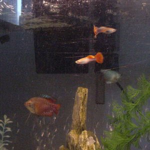 gouramis_guppies.JPG