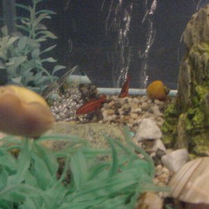 snails_tetras.JPG