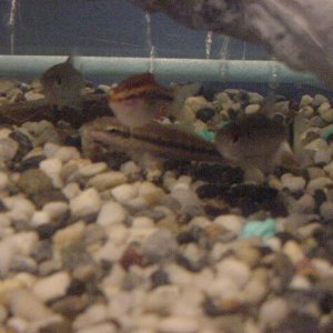 sucker_barb_tetras_2.JPG