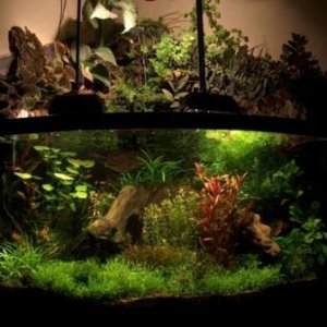 fishtank_20239_100k.jpg