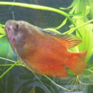 fish_003.jpg