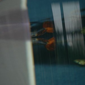 DSC_0001__Desktop_Resolution_.JPG