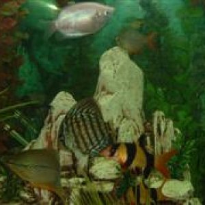 Nemo_F__WinCE_.JPG