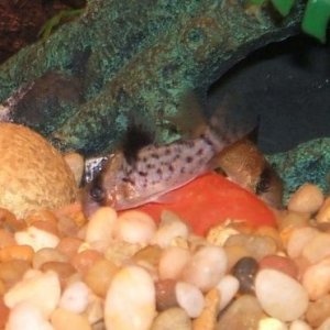 corydoranew.JPG