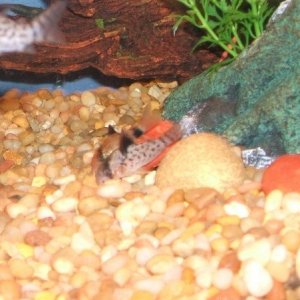 corydoranew2.JPG