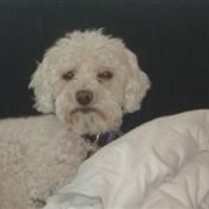 Picture_004__WinCE_.jpg