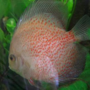 july_discus.JPG