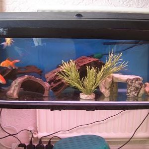 kiaras_tank_july07.JPG