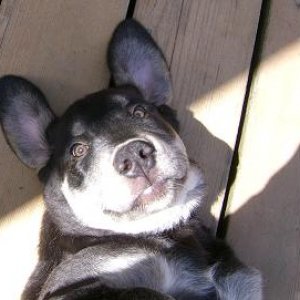 bat_dog.JPG
