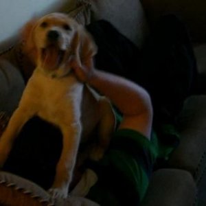 happy_puppy.JPG