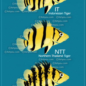 tiger_types.gif