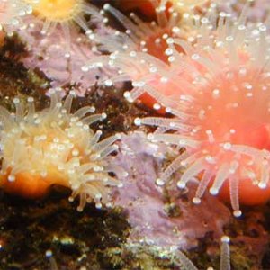 anemone2_580.jpg
