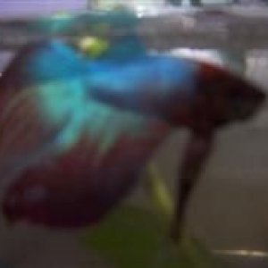 Fish_Site_____001__WinCE_.jpg