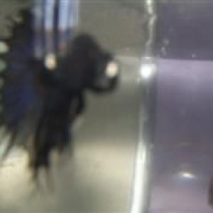 Fish_Site_____004__WinCE_.jpg