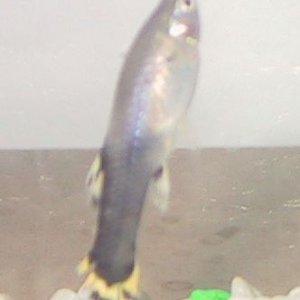 Female_Guppy_Cropped.JPG