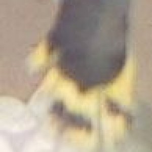 Tail_Cropped.JPG