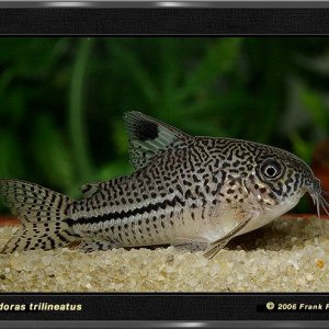 c_trilineatus_2_fr_aa.jpg
