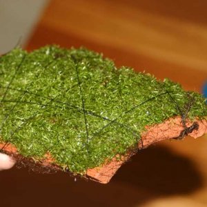 riccia1.jpg