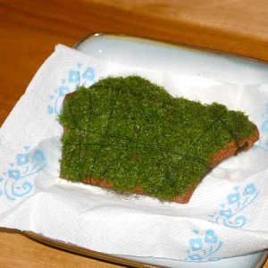 riccia2.jpg