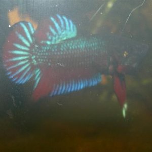 CIMG0862__Small_.JPG