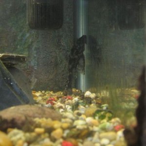 fish_010.jpg