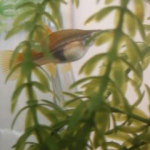 Swordtail_1ss.jpg